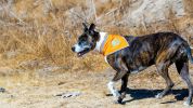 Orange Dog Bandana M Size Hi Visibility Reflective Blaze Orange Bandana for Medium Small Pets Safety Accessories for Walking Camping and Off Leash Exp