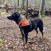 Orange Dog Bandana M Size Hi Visibility Reflective Blaze Orange Bandana for Medium Small Pets Safety Accessories for Walking Camping and Off Leash Exp